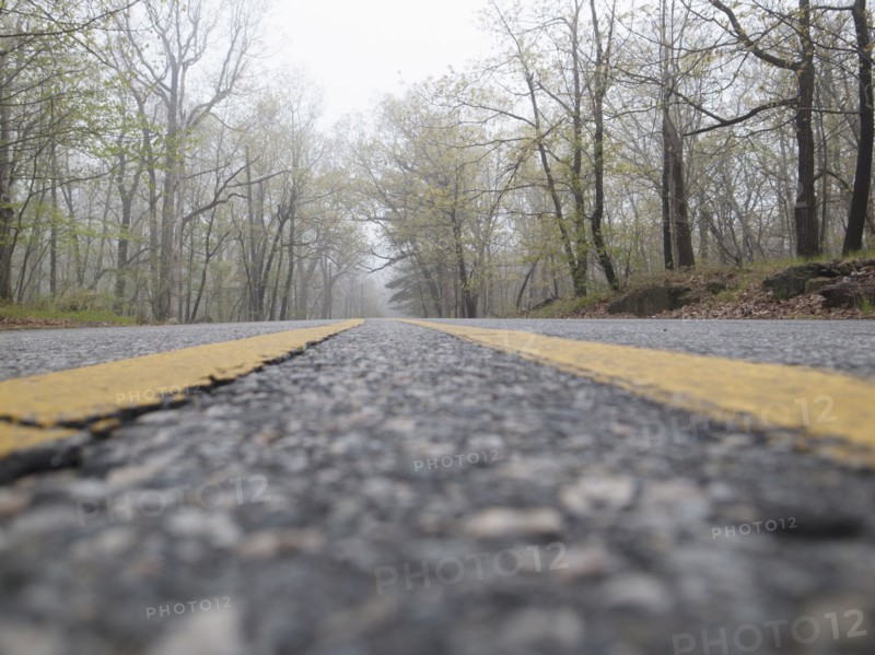 Empty road in forest