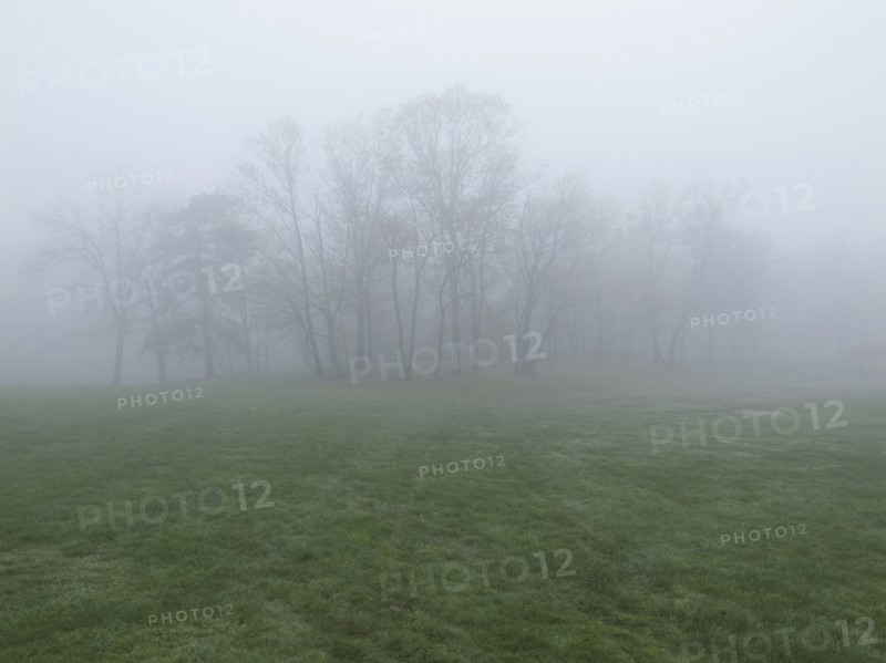 Fog over meadow