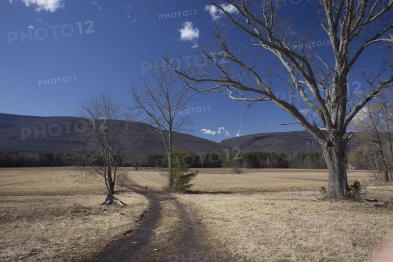 Landscape of hills and bare trees
