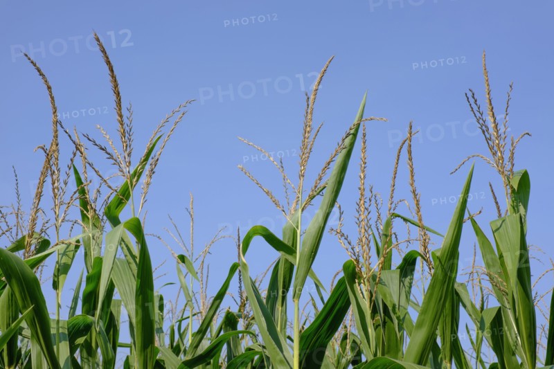 Corn field against blue sky