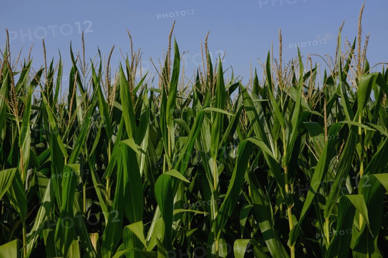 Corn field against blue sky