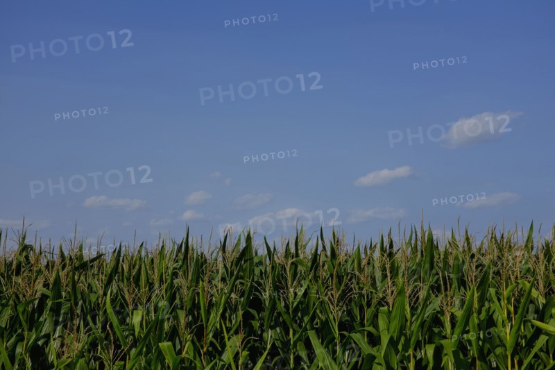 Corn field against blue sky