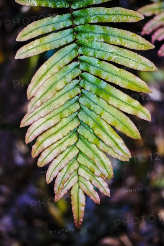 Green leaf of fern