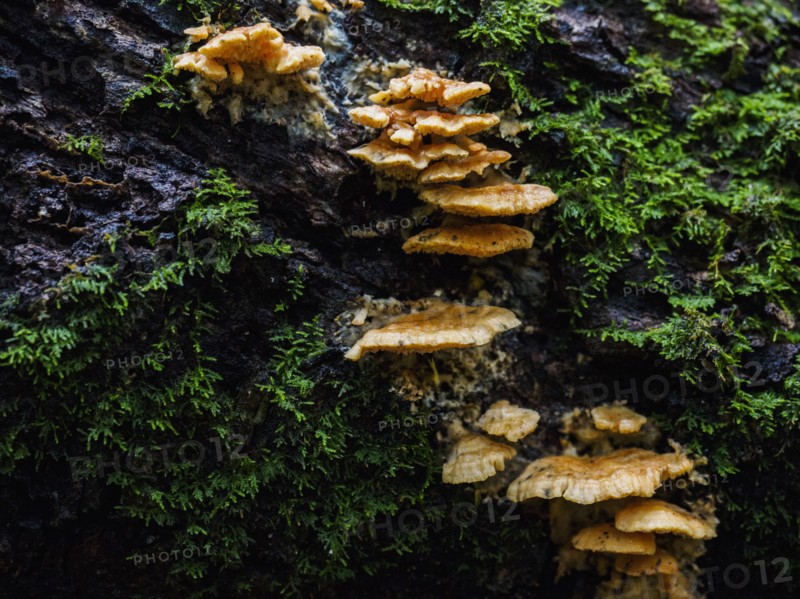 Rocks overgrown by funguses and moss