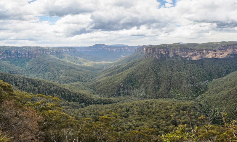 Canyon overgrown by forest