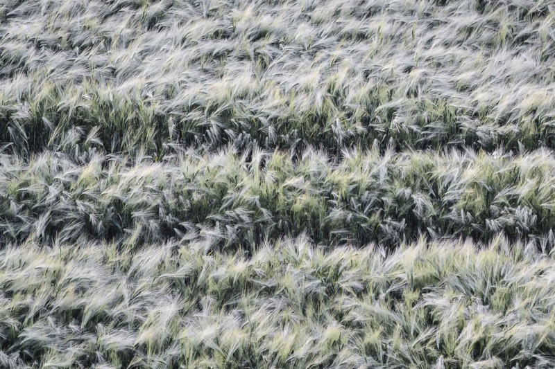 Ukraine, Dnepropetrovsk region, Dnepropetrovsk city, Ears of wheat