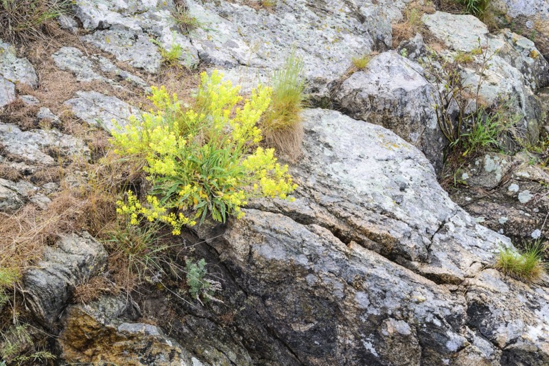 Ukraine, Dnepropetrovsk Region, Dnepropetrovsk District, Voloske, Rocks overgrown by clumps of plants