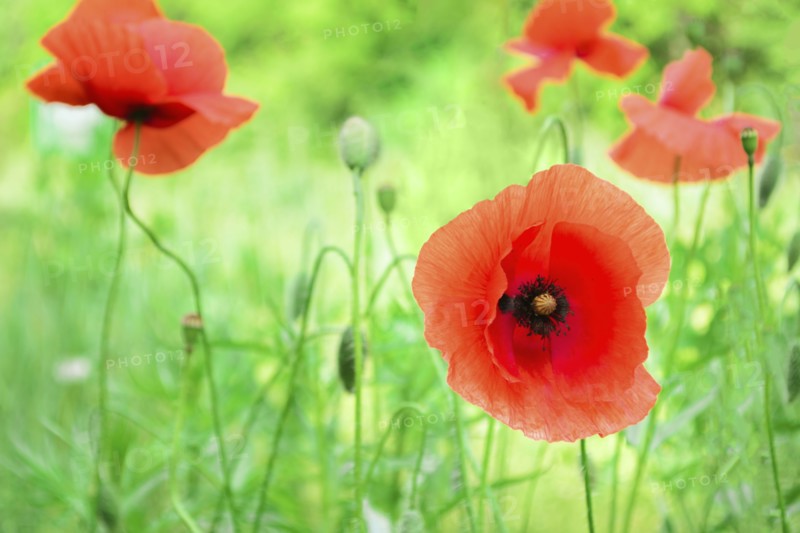 Poppies in meadow