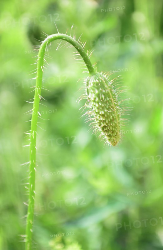 Bud of poppy in meadow