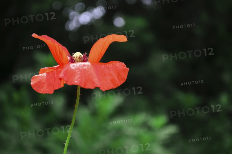 Head of poppy