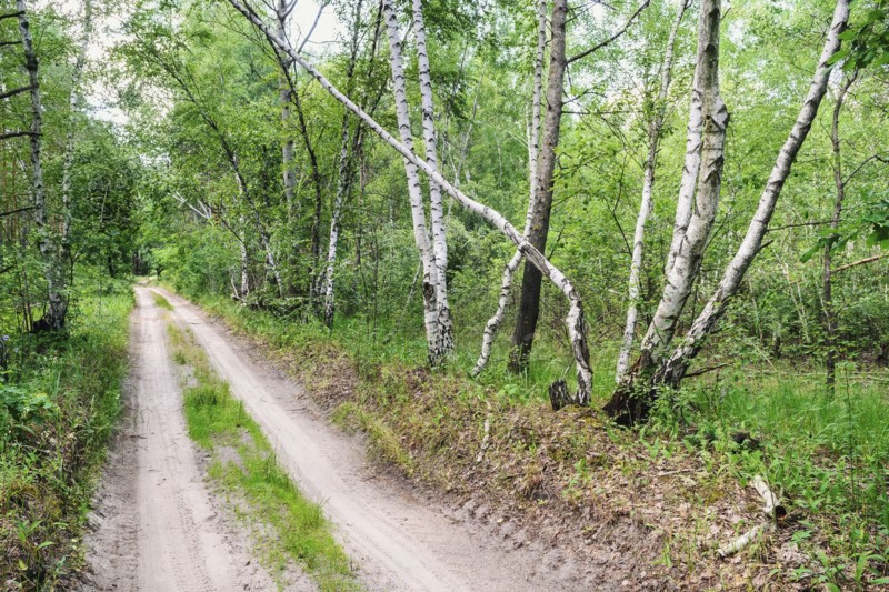 Dirt road across forest