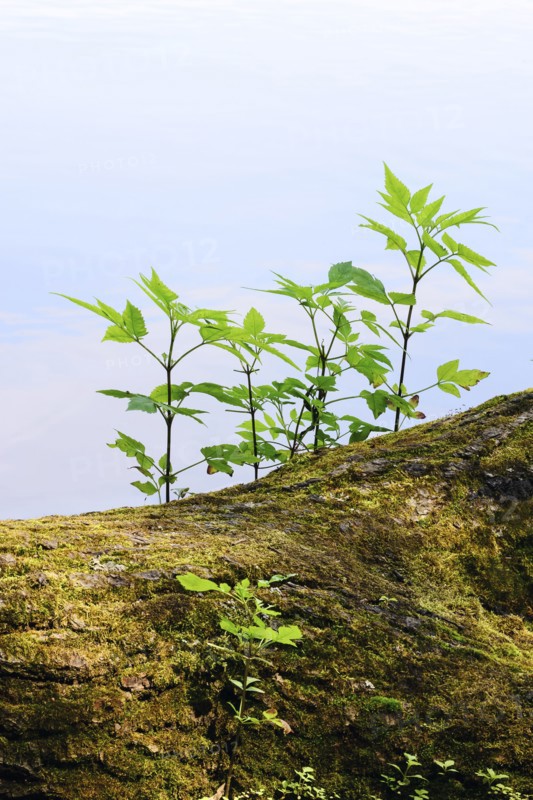 Young plants growing on tree trunk