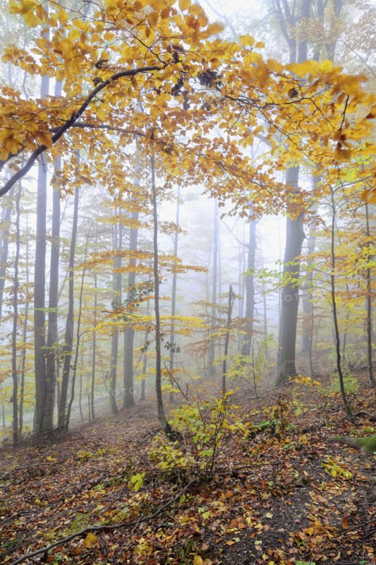 Multicolored trees at autumn forest
