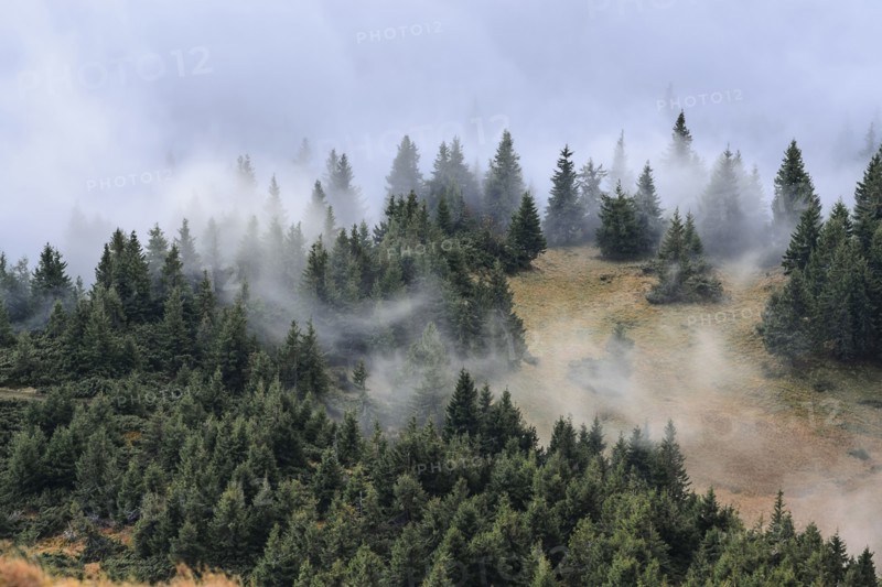 Ukraine, Zakarpattia region, Rakhiv district, Carpathians, Chornohora, Mist over forest