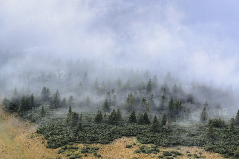 Ukraine, Zakarpattia region, Rakhiv district, Carpathians, Chornohora, Mist over forest