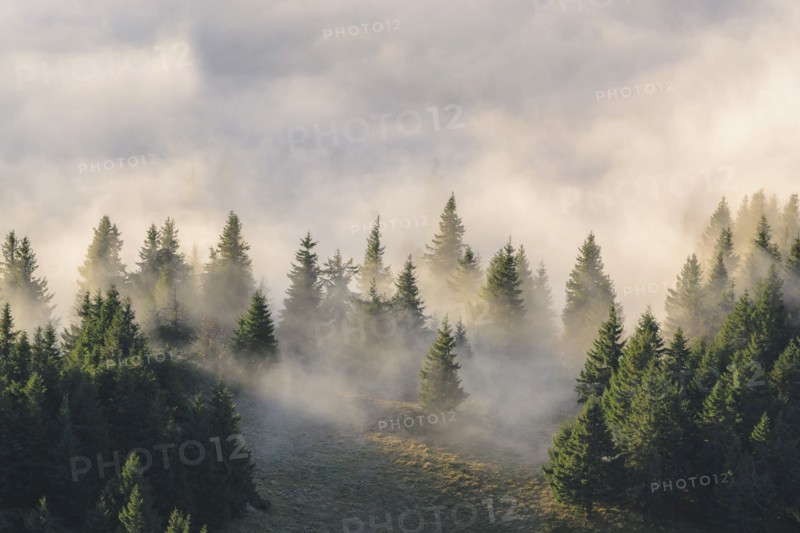 Ukraine, Zakarpattia region, Rakhiv district, Carpathians, Chornohora, Fog over forest on mountain Petros