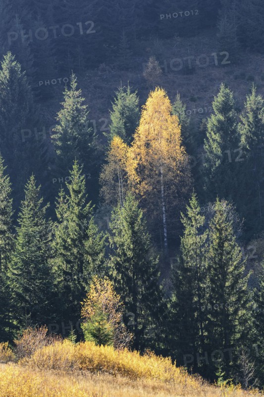 Ukraine, Ivano-Frankivsk region, Verkhovyna district, Carpathians, Dzembronya village, Forest during autumn