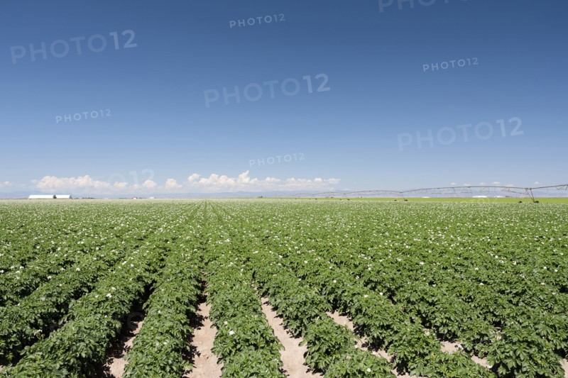 USA, Colorado, San Luis Valley, Blue sky over green field