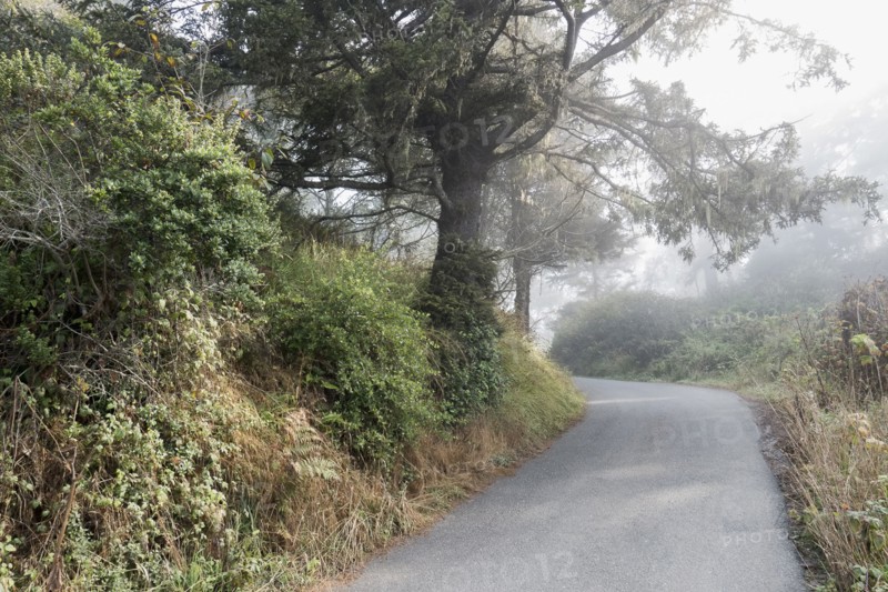 USA, California, Humboldt County, Trees and bushes next to road