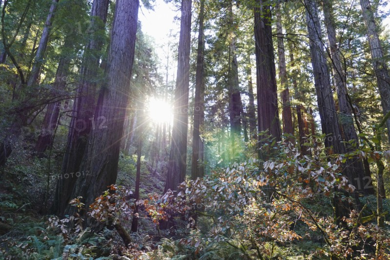 USA, California, Muir Woods National Park, Tall trees in forest