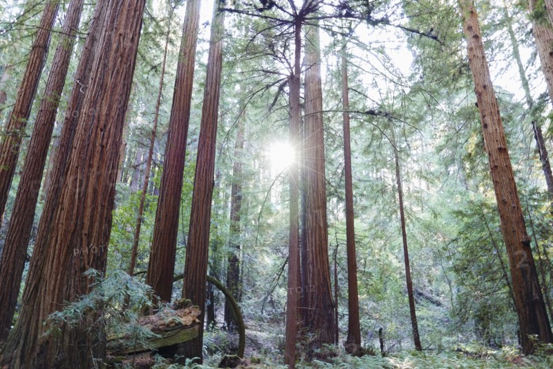 USA, California, Muir Woods National Park, Tall trees in forest