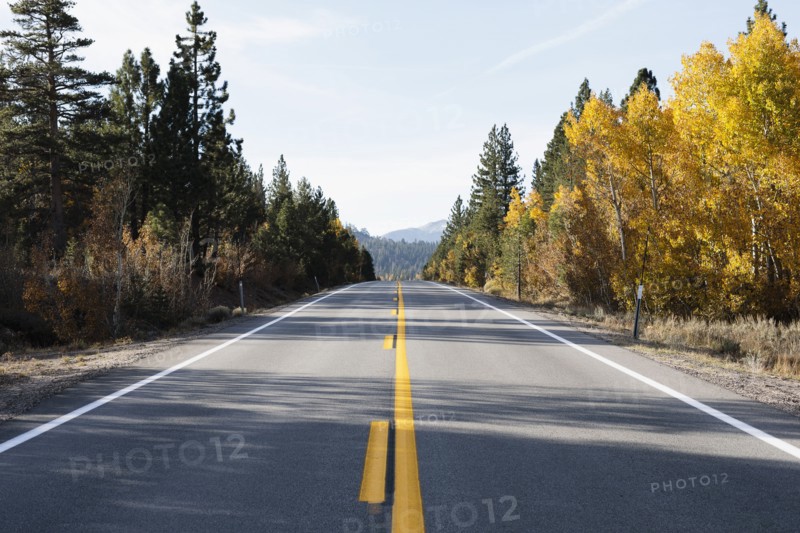 USA, California, Eastern Sierras, Route 88, Empty road among trees