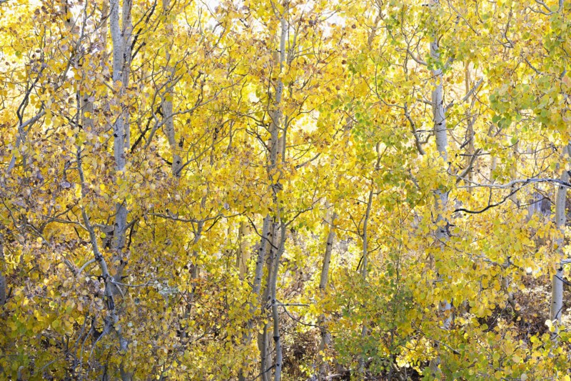 Forest during autumn