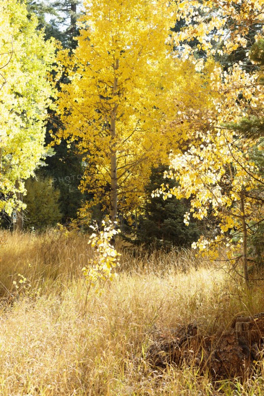 USA, California, Lake Tahoe, Grass and trees during autumn
