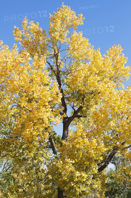USA, California, Hope Valley, Tree with yellow leaves against blue sky