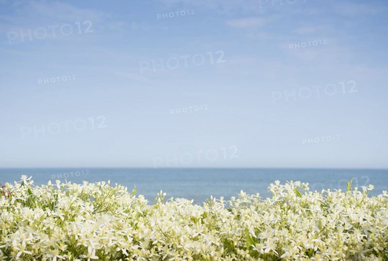 Sky above sea and blooming plants