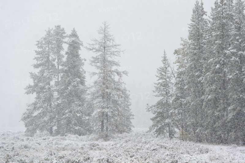 USA, Wyoming, Snowy scenery with trees in Grand Teton National Park
