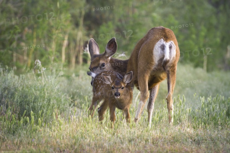USA, Oregon, Doe with fawn