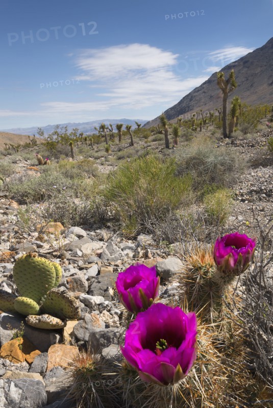 USA, California, Death Valley National Park, Prickly pear cactus in full bloom