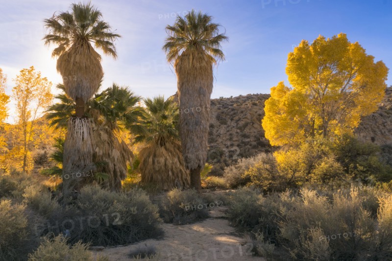 USA, California, Joshua Tree National Park, Autumn trees at sunset