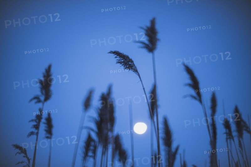 Full moon behind marram grass