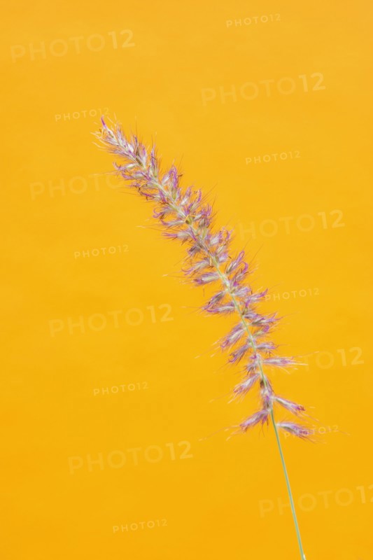 Close up of grass on yellow background