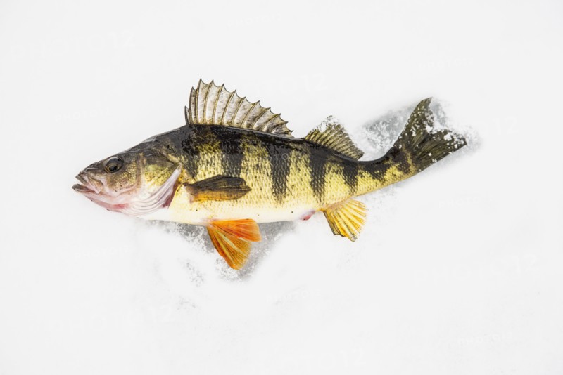 Dead perch fish on ice in Adirondack Mountains