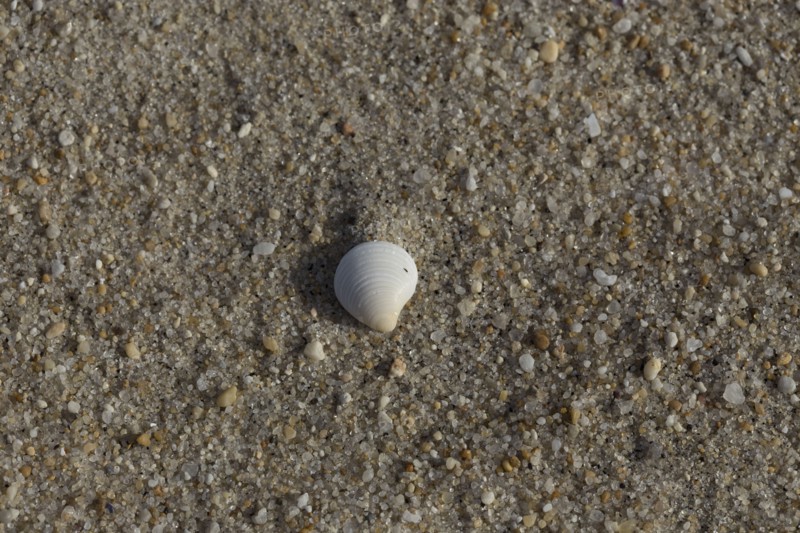 White shell on sandy beach