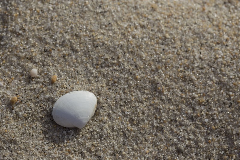 White shell on sandy beach