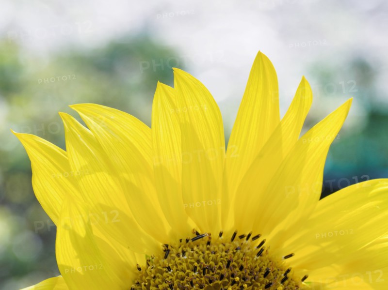 Close-up of sunflower (Helianthus) in bloom