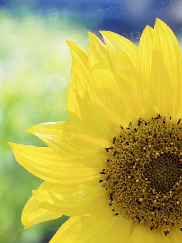 Close-up of sunflower (Helianthus) in bloom