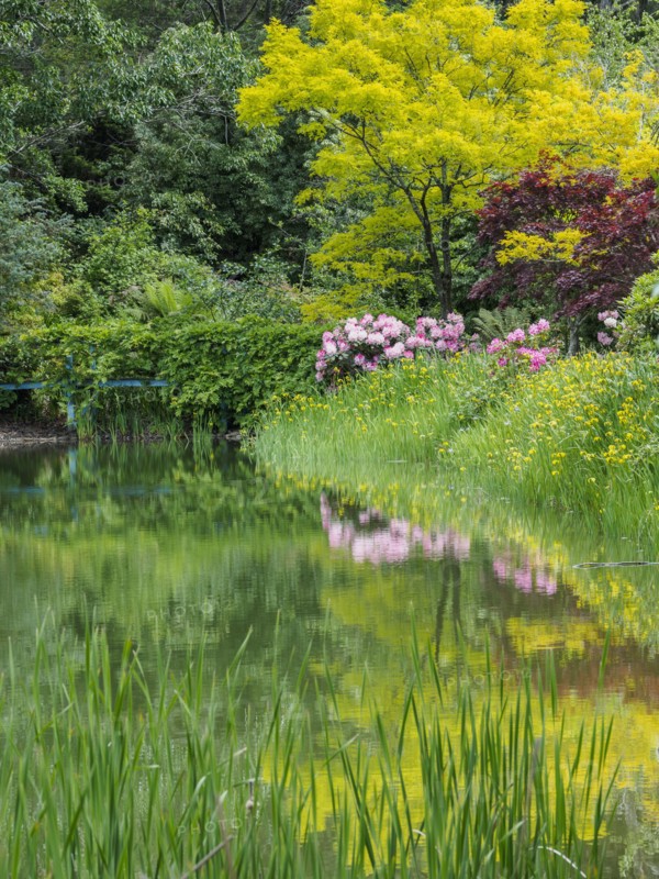 Australia, New South Wales, Katoomba, Bush with rhododendrons and trees reflected in lake
