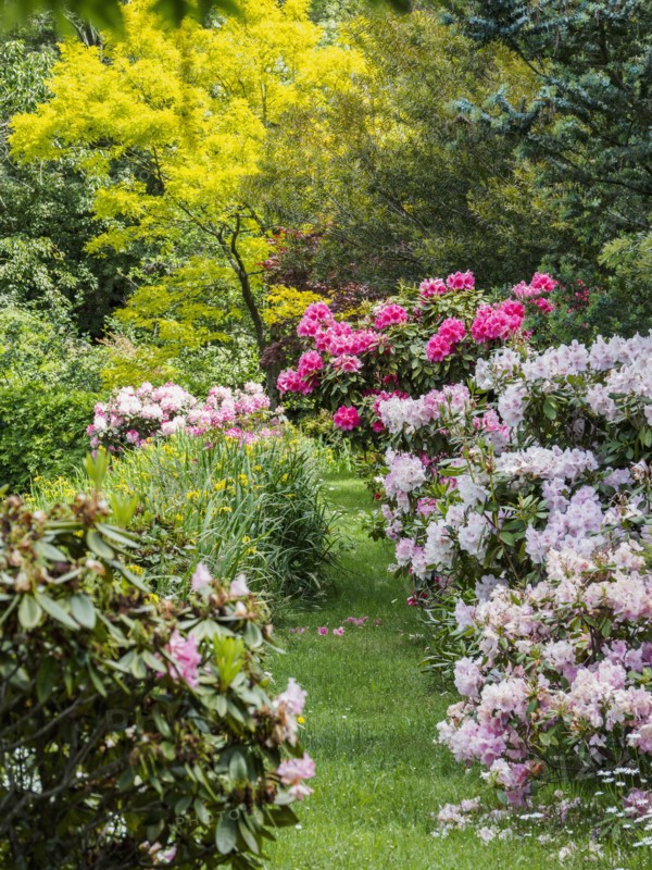 Australia, New South Wales, Katoomba, Garden with green trees and rhododendron bushes