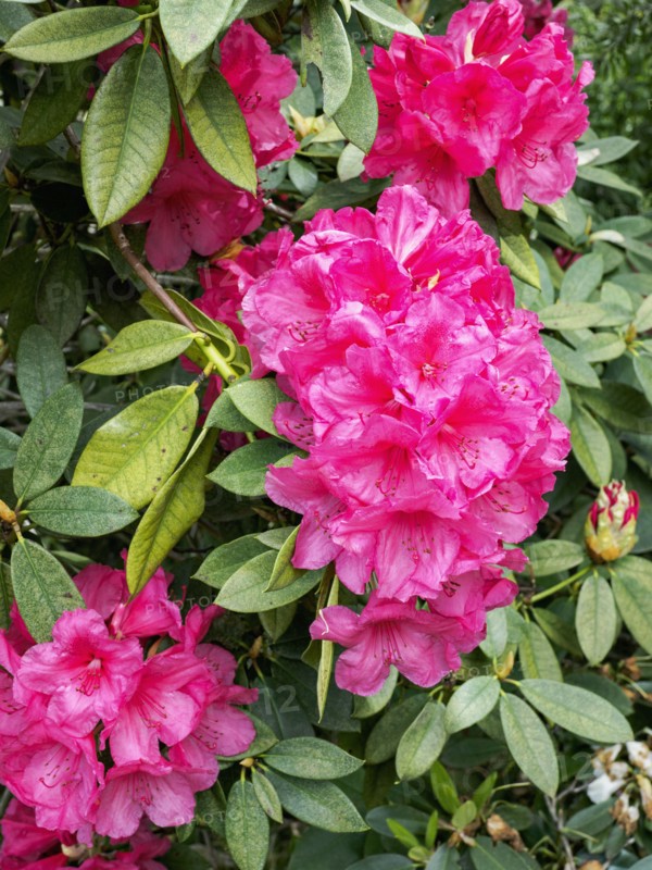Pink rhododendrons in bloom