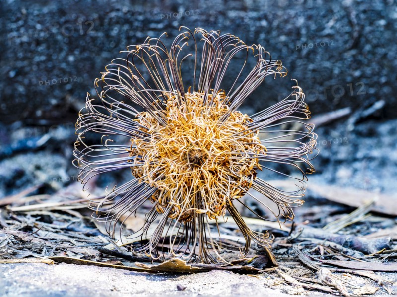 Banksia (Proteaceae) on blue background