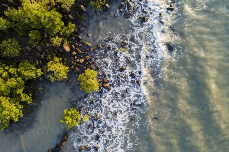 Australia, Queensland, Port Douglas, Aerial view of coastline with mangroves trees (Rhizophora)