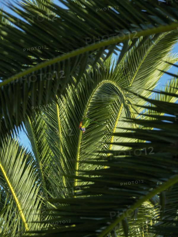 Llorikeet (Trichoglossus moluccanus) perching on palm tree