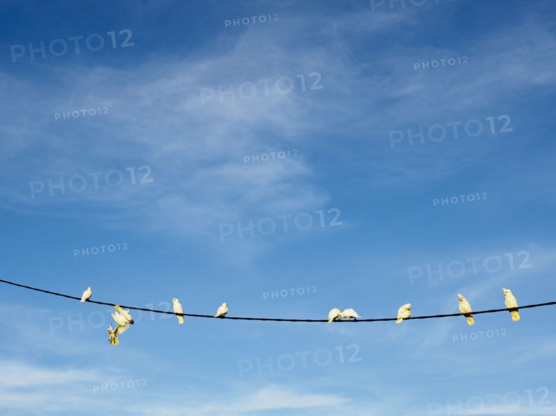 Flock of corellas (Cacatua sanguinea) perching on wire