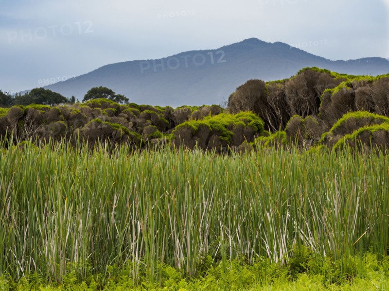 Australia, New South Wales, Bermagui, Storm clouds above field with high grass