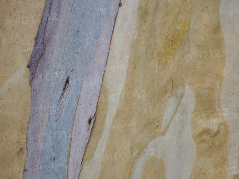 Australia, New South Wales, Plant bark at Blue Mountains